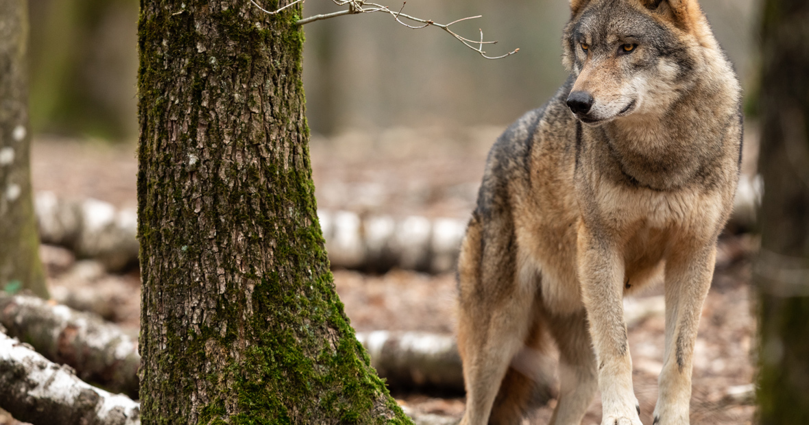 parc loups en france